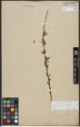 Foto von Salix triandra L. x Salix viminalis L.